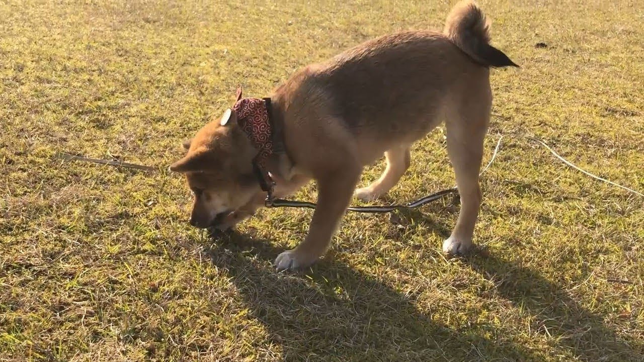 柴犬（豆柴）みかんの大冒険｜初めての長旅（散歩）へ　～後編～