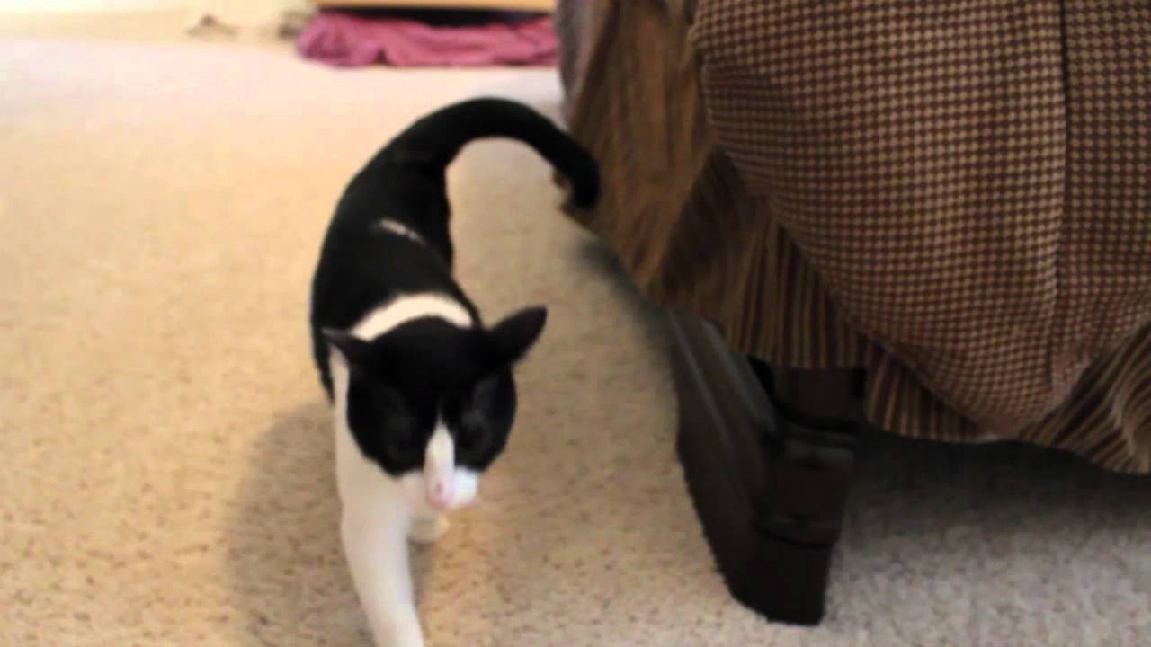 Quick Kitten Update (5 Weeks Old)