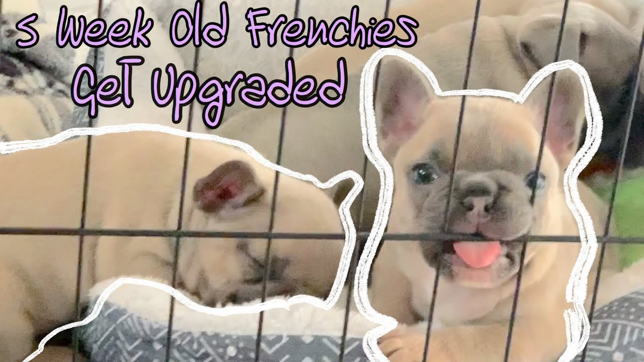 SOCIAL iSOLATION Vlog Day ✌🏼 | French Bulldog Puppies 5 Week Old Update | VLOG