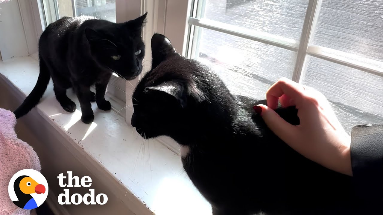 Did You Know Black Cats Are Least Likely To Be Adopted? | The Dodo