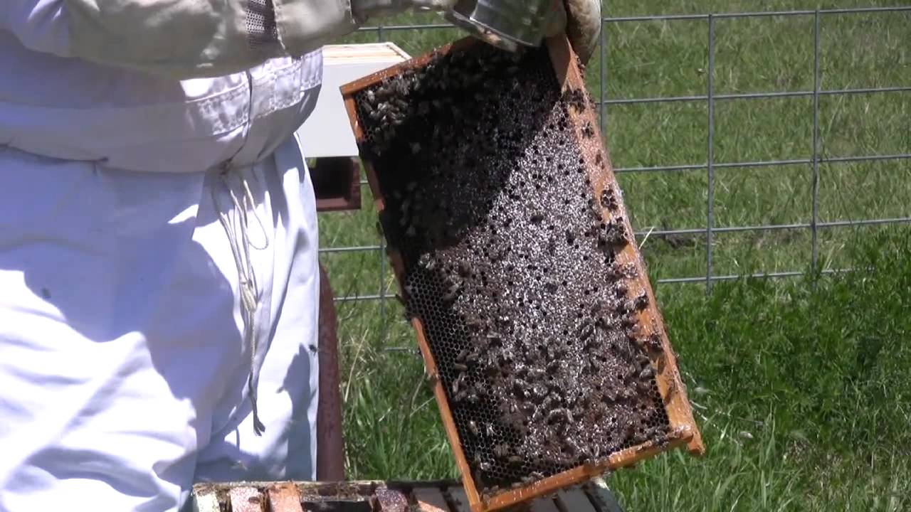 Beekeeping - Dusting for Varroa Mites PART TWO