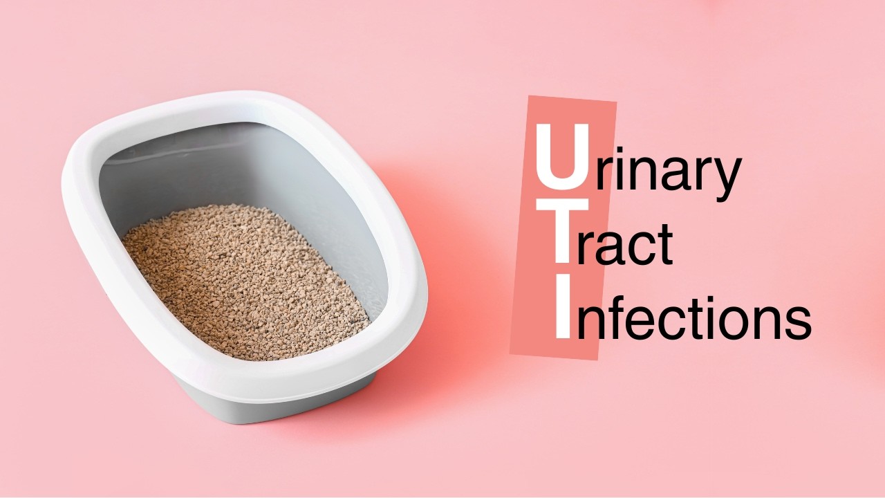 Urinary Tract Infections (UTIs) In Cats