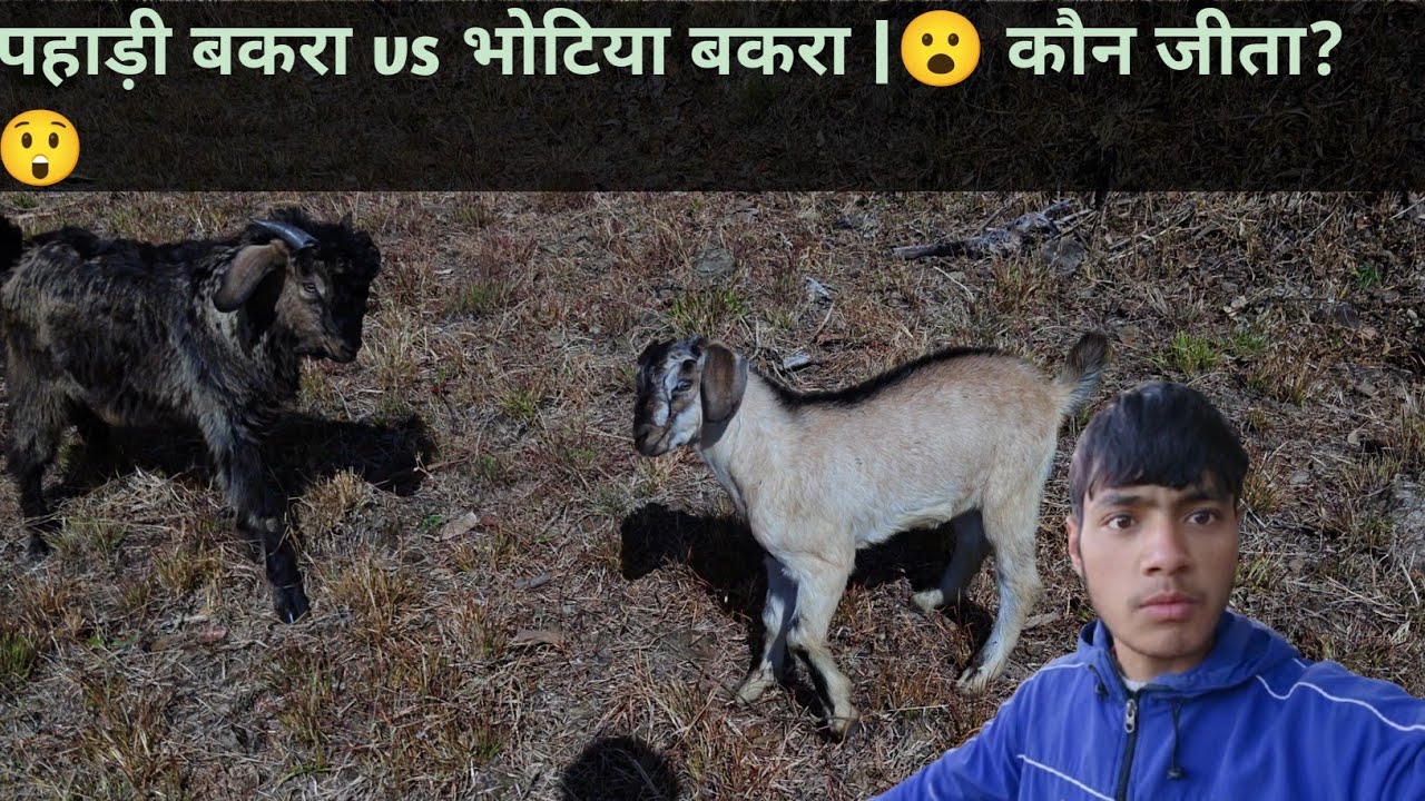 3 Month vs 1 Year! 😱 Pahadi Bakra vs Bhotia Bakra Fight | Pahadi Vlog