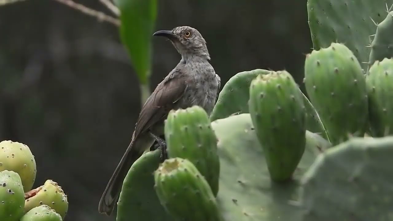 Pájaro Huitlacoche