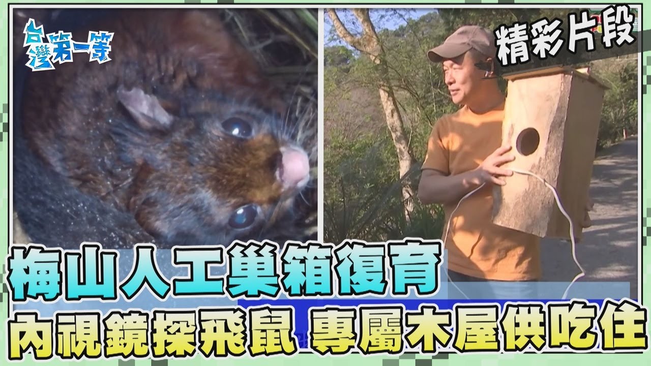 台灣第一等【大赤鼯鼠人工巢箱育幼 專屬木屋貓頭鷹現蹤（內視鏡探飛鼠／領角鴞）】_494集精選版