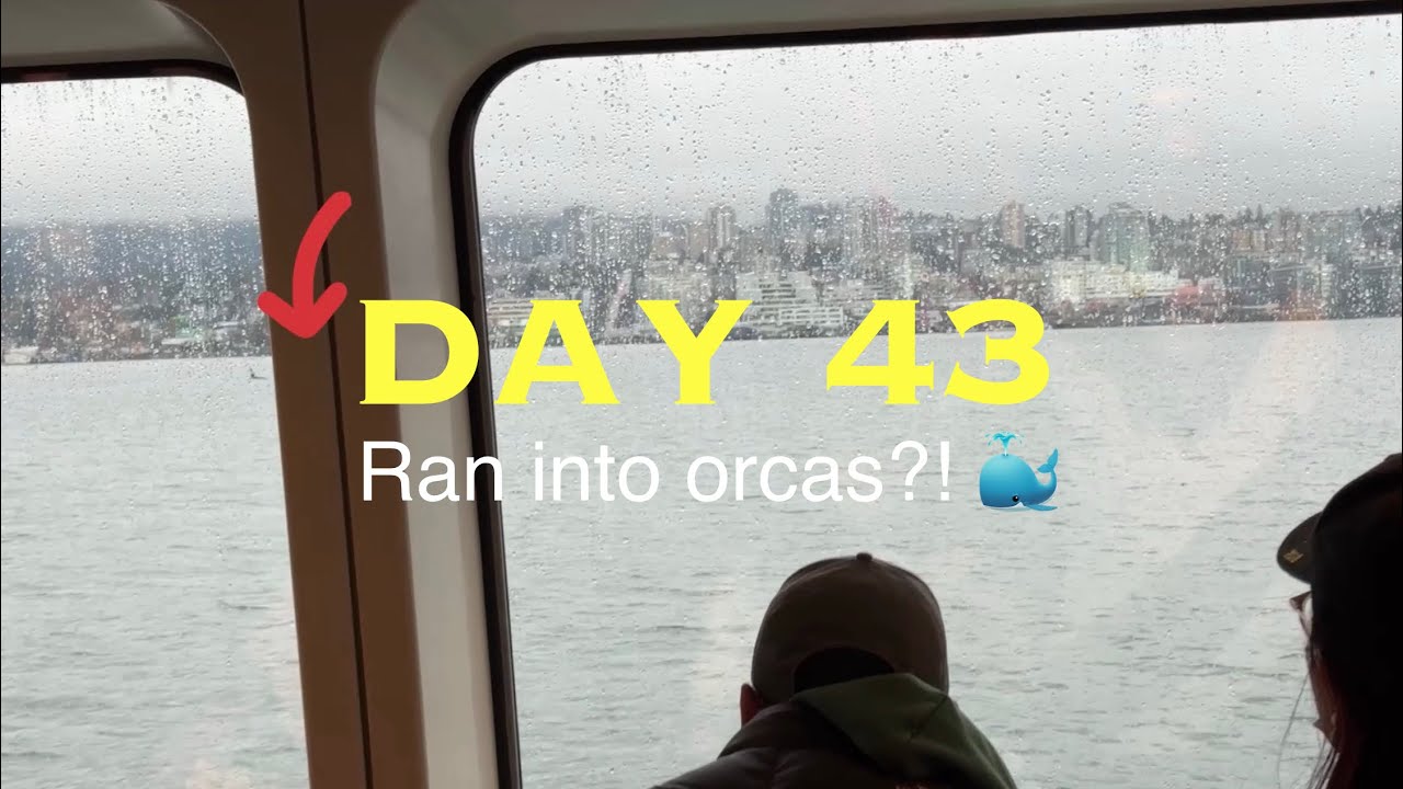 Day 43 of raw artist vlog: What are the chances of running into orcas?! 🐳