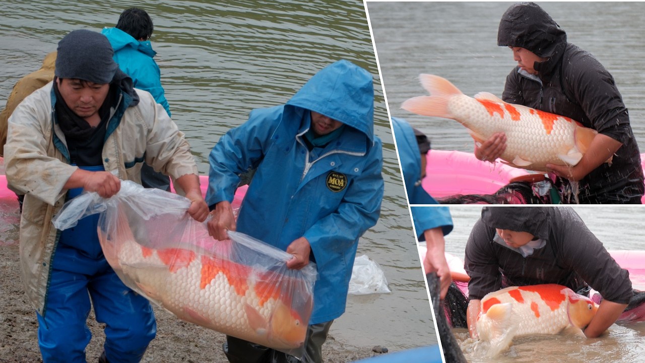 Thu Hoạch Cá Koi Khủng Chuẩn Koi Show Tại Marudo Koi Farm