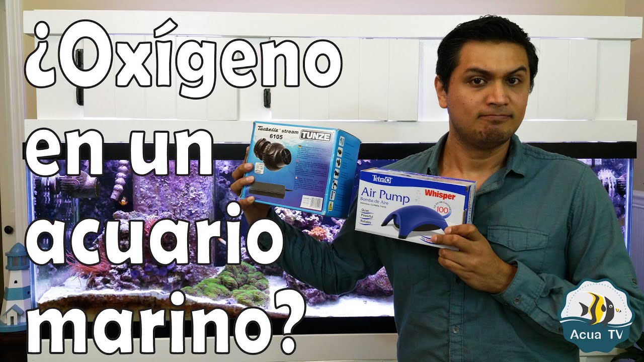 Importancia de la circulacion de agua en un acuario marino - Oxigeno en Acuario Marino