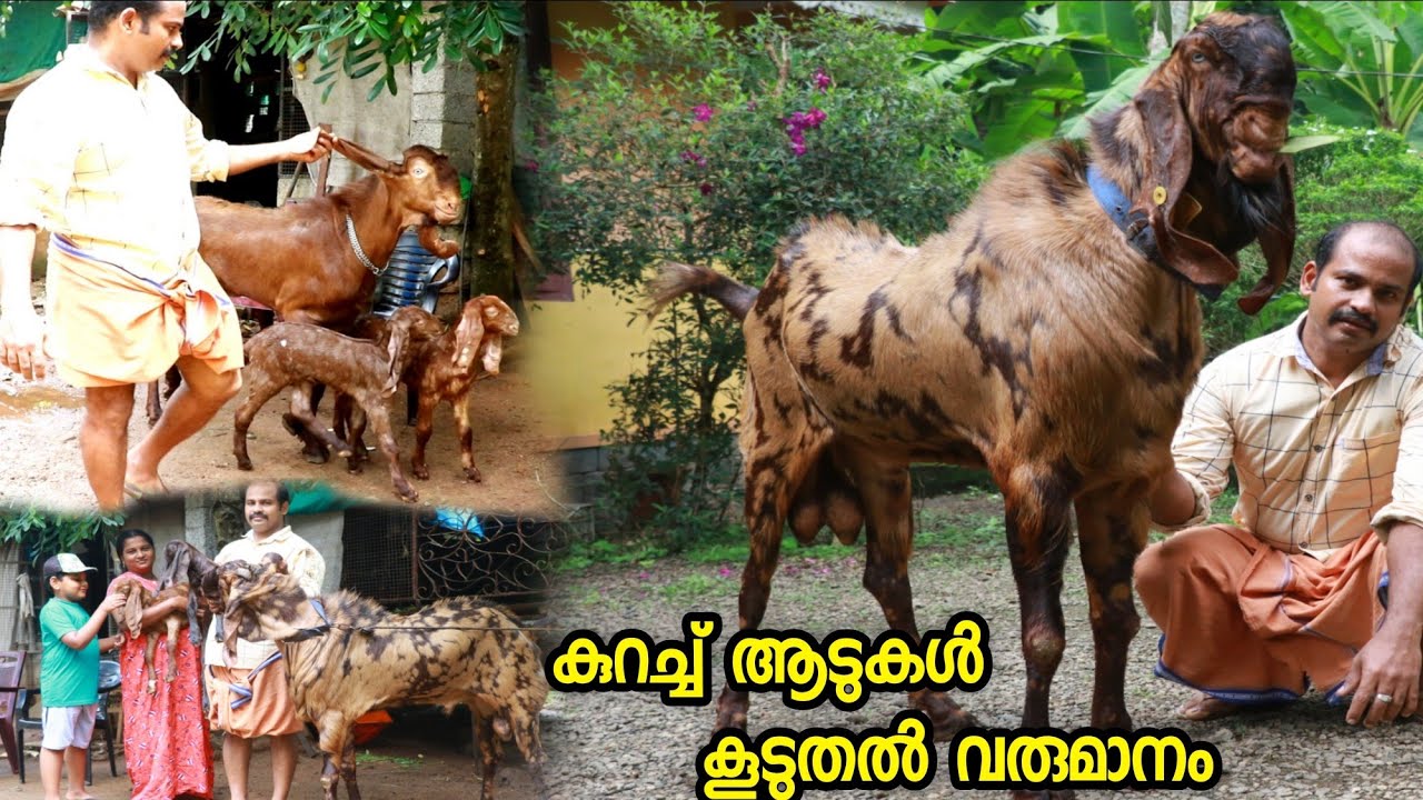 കുറച്ച് ആടുകൾ കൂടുതൽ വരുമാനം/ ആടുവളർത്തലിൽ വിജയമുറപ്പിച്ച് ഒരു കർഷകൻ/GoatfarmingKerala