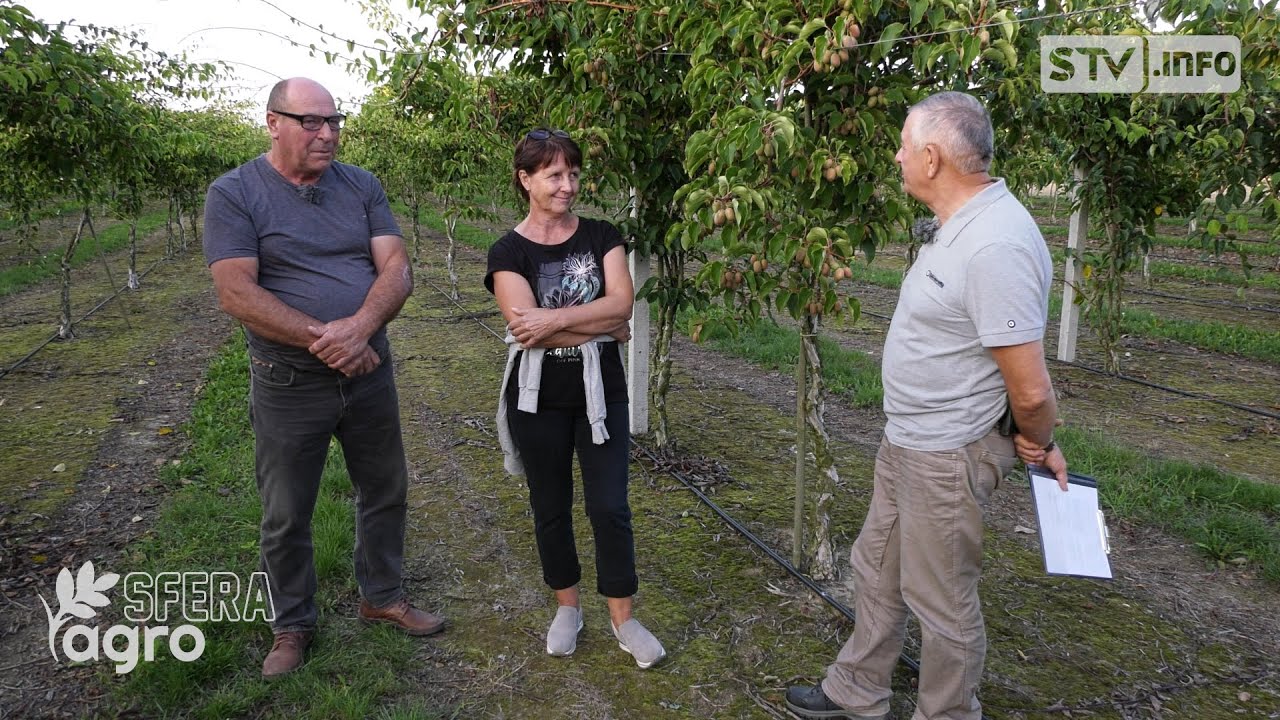 agroSFERA: Uprawa minikiwi w Darominie