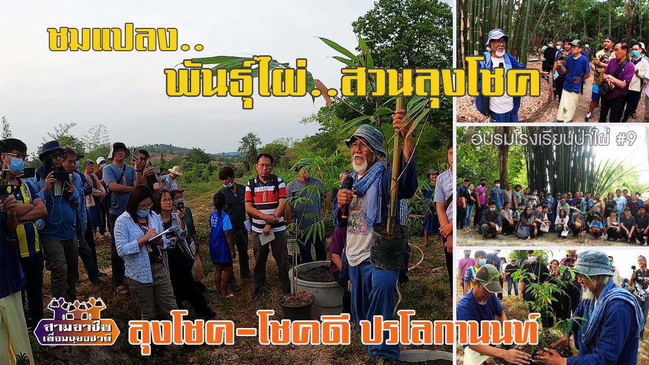 ชมแปลง 