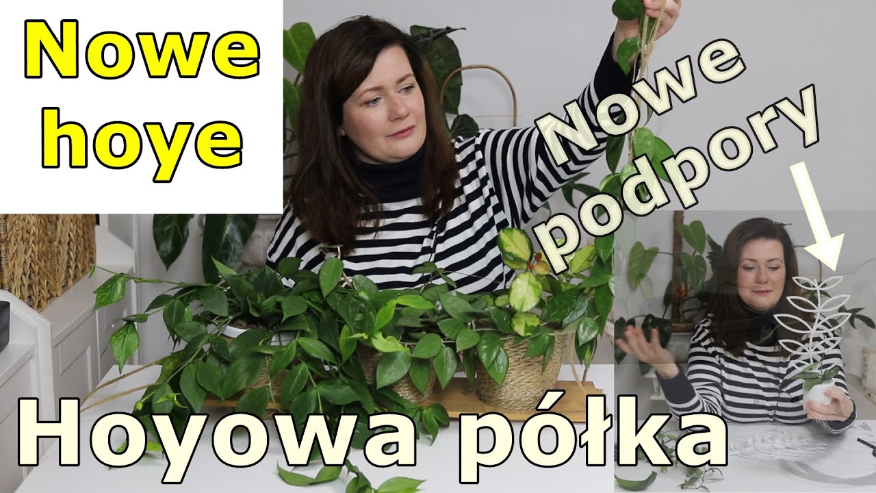 Nowe hoye * Mini porady * Unboxing * Przesadzanie hoyi z półki w oknie * Nowe podpory dla roślin