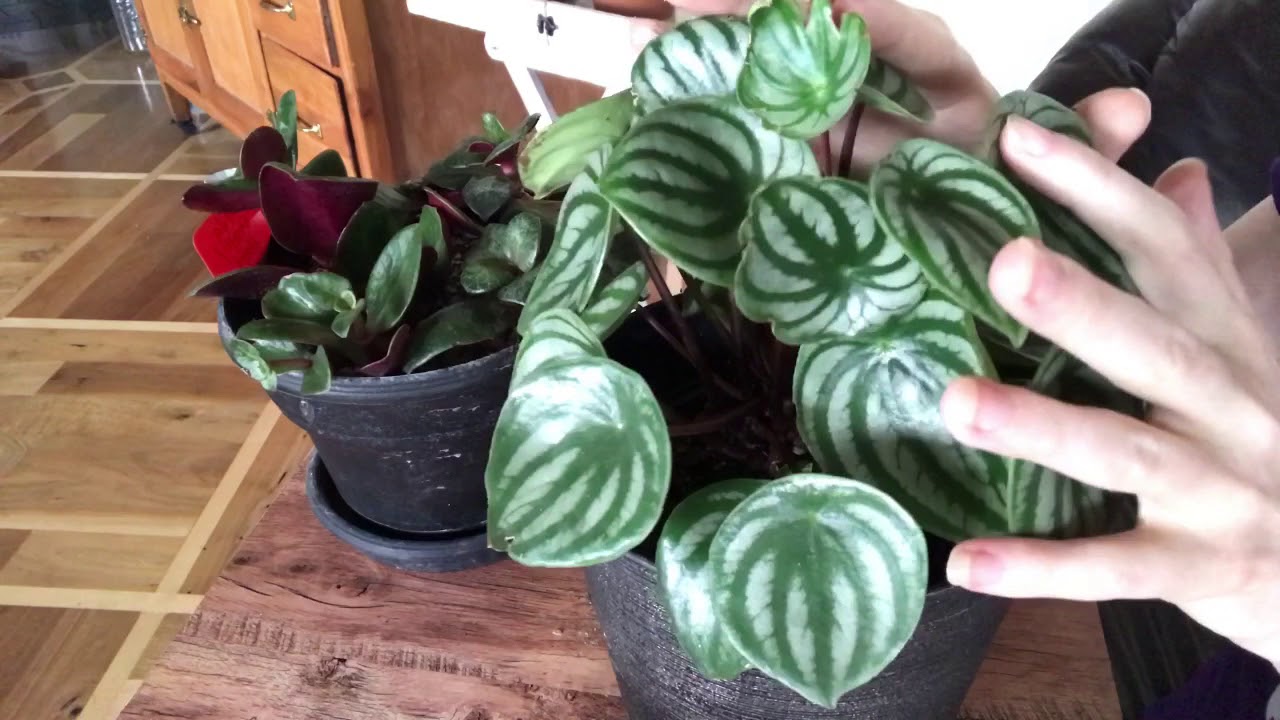 Leaf Deformity In Succulents Caused By Calcium Deficiency Part 1