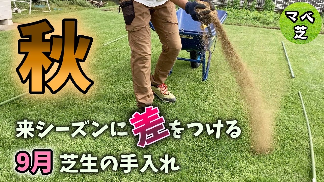 秋の芝生：来シーズンの仕込みは今でしょ！　肥料とブレンドカルス同時散布、害虫対策に殺虫剤　【ゆっくり芝Log9月号】
