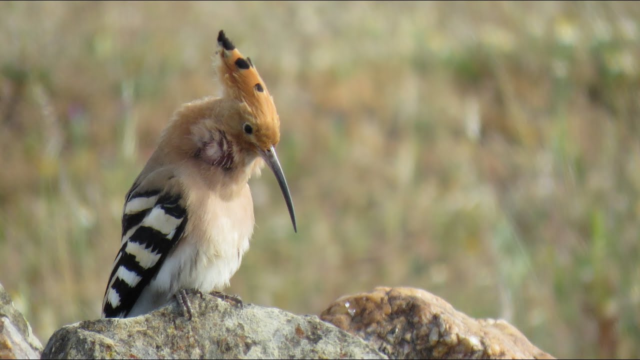 Vogelgeluiden: Hop, Upupa epops. Bird sounds: Eurasian Hoopoe, Hudhud, Одуд, Abubilla, هدهد أوراسي.