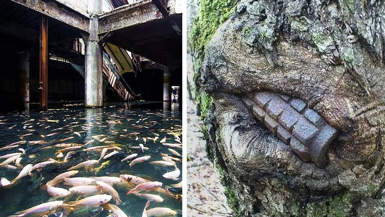 La Prueba de Que la Naturaleza Toma el Control de los Lugares Abandonados