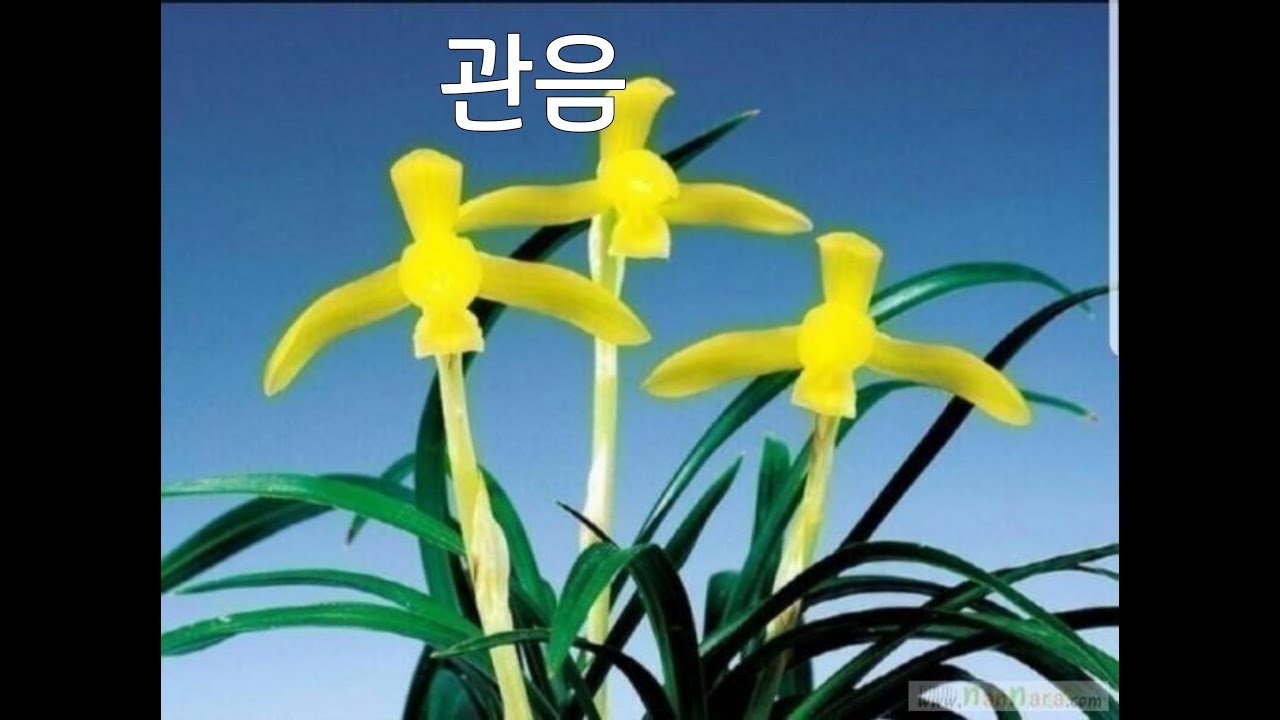 #12월23일 #화요일 #크리스마스 #폭설 #독감 #코로나 #유행 #무명 #명명품 #6종 #단엽서호반 #금계녹호 #관음 #청해소 #자묵선 #세홍소 #추천 #종자 #난초 #재테크