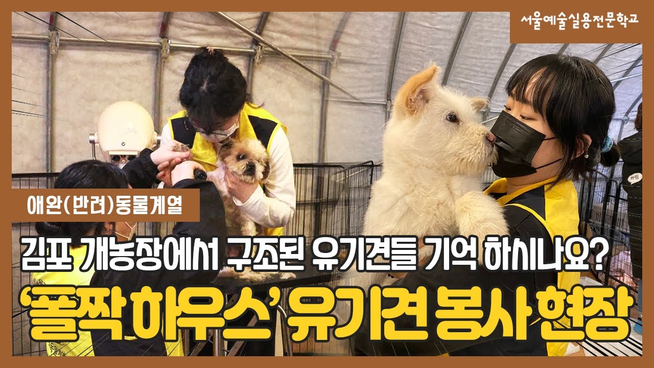 애완동물계열 'TV 동물농장&rsquo; 김포 개농장서 구조된 유기견 미용 봉사 / 서울예술실용전문학교