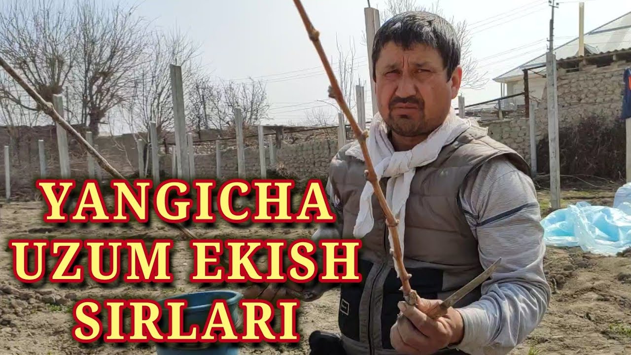 Uzum novdalarini qanday eksa xatosiz koʻklaydi. Yangicha uslubdagi ekish sirlari oshkor boʻldi.