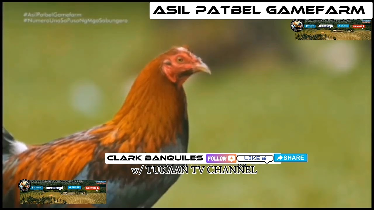 ASIL ◇  PATBEL GAMEFARM