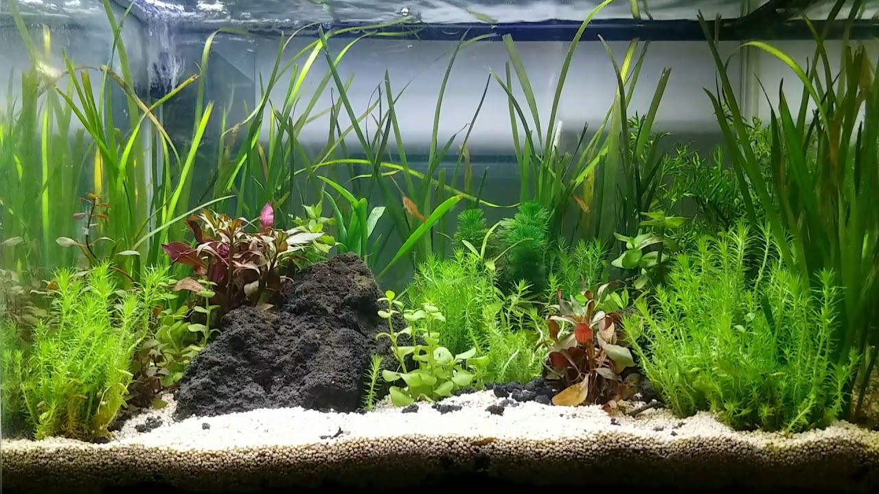 7 gal low tech planted tank (day 4)