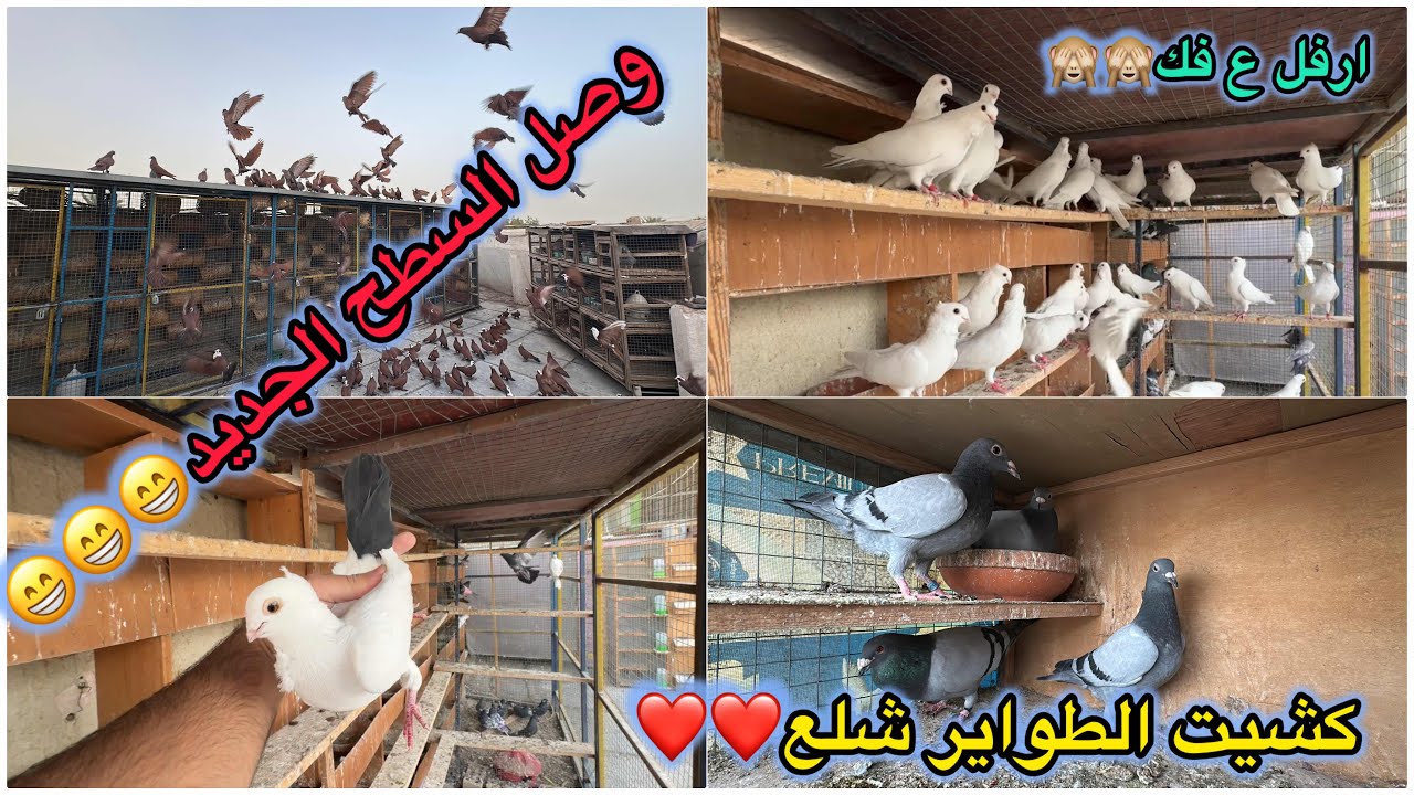 وصل سطح ارفل😎😎طيرت الطواير الحمر 150❤️❤️
