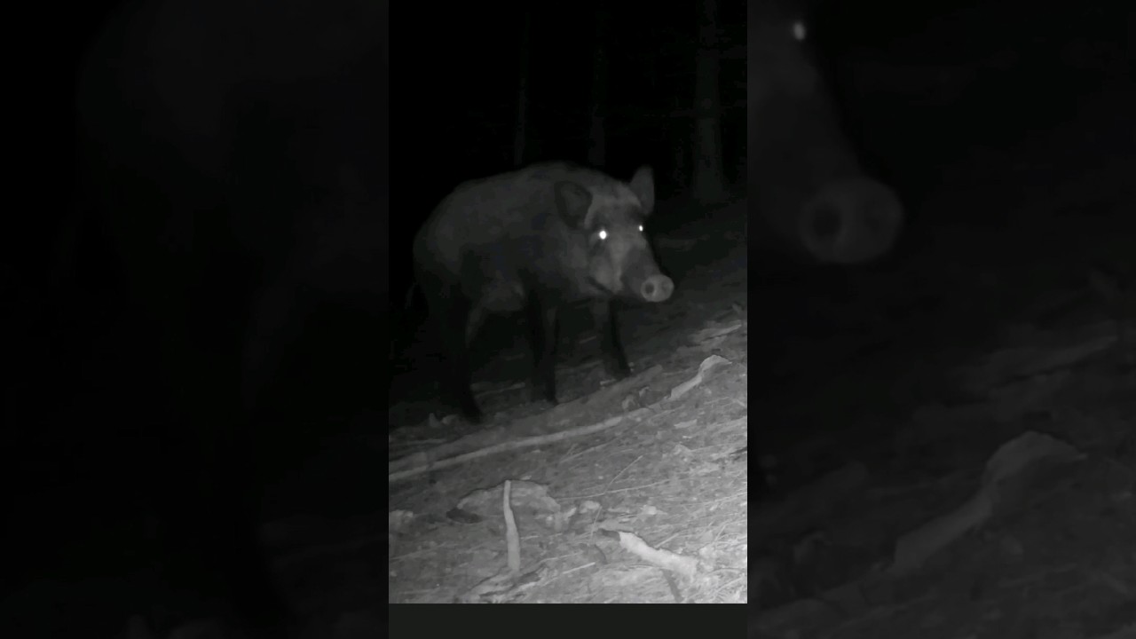 Wild Hog Family's Midnight Adventure Captured on Trail Cam