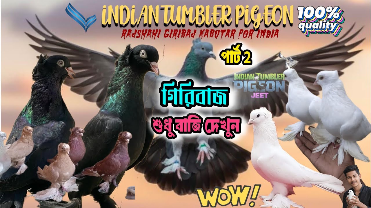 🥵🥵 Rajshahi Giribaj kabutar for India 💯 % quality @TUMBLER_ROLLER  10K . Views 
