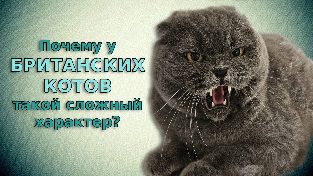 Почему у британских котов такой сложный характер? Британский кот