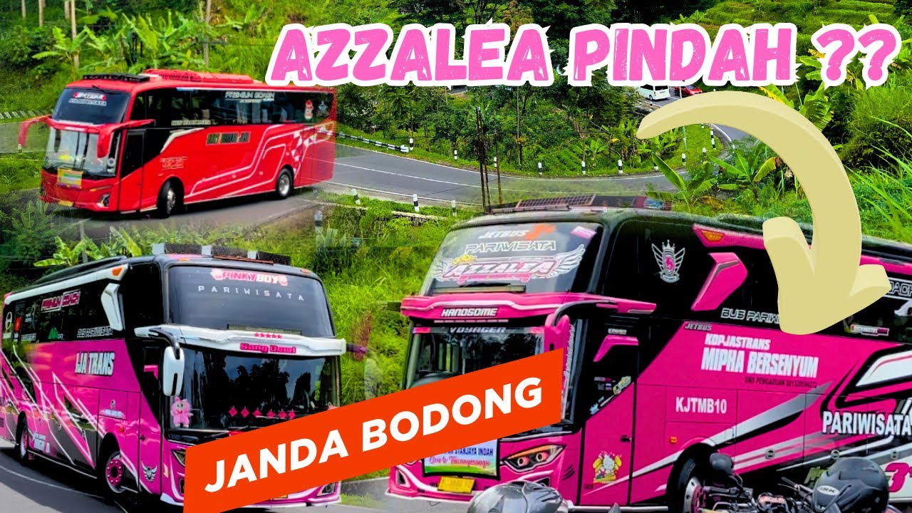 MUSIM JANDA BODONG ‼️ Hunting Full Gacor bukit berbunga tergeser Janda Bodong #teloletbasuri 