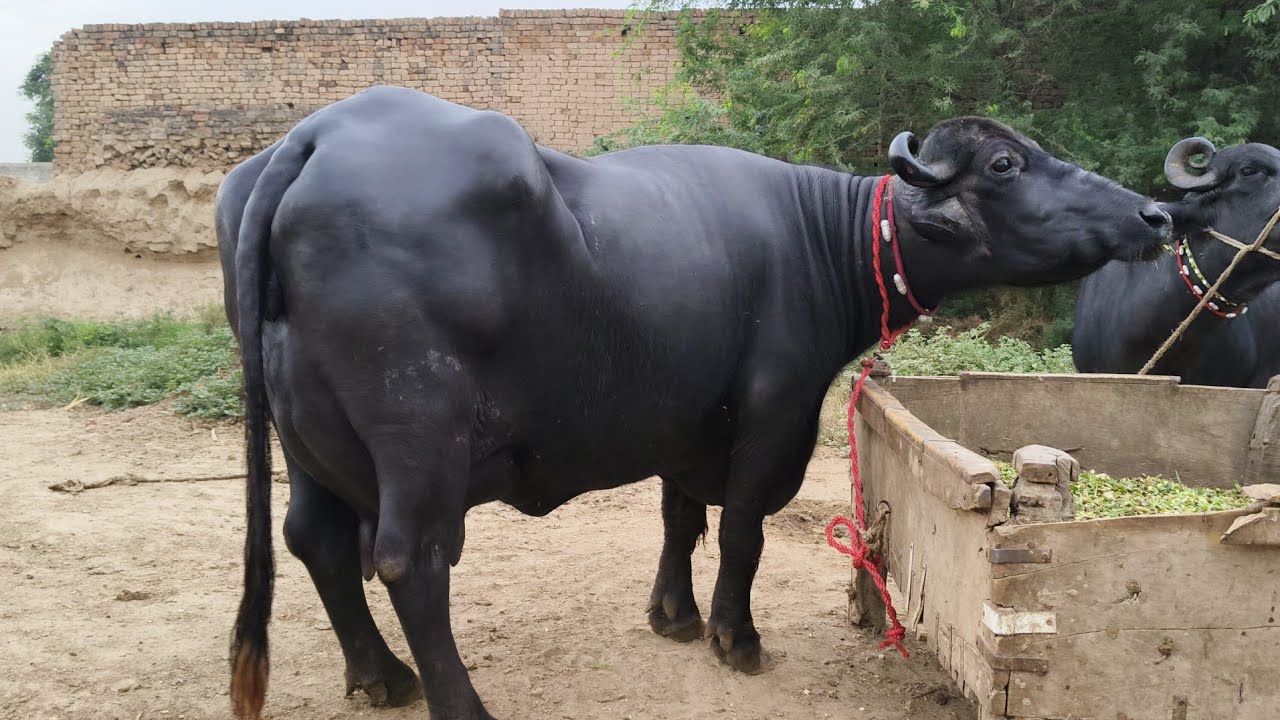 رخسار علی 414گ ب|3عددپیورنیلی کی بھینسیں برائےفروخت18اگست  Pure Neli buffalo For Sale on Eitfaaq Tv