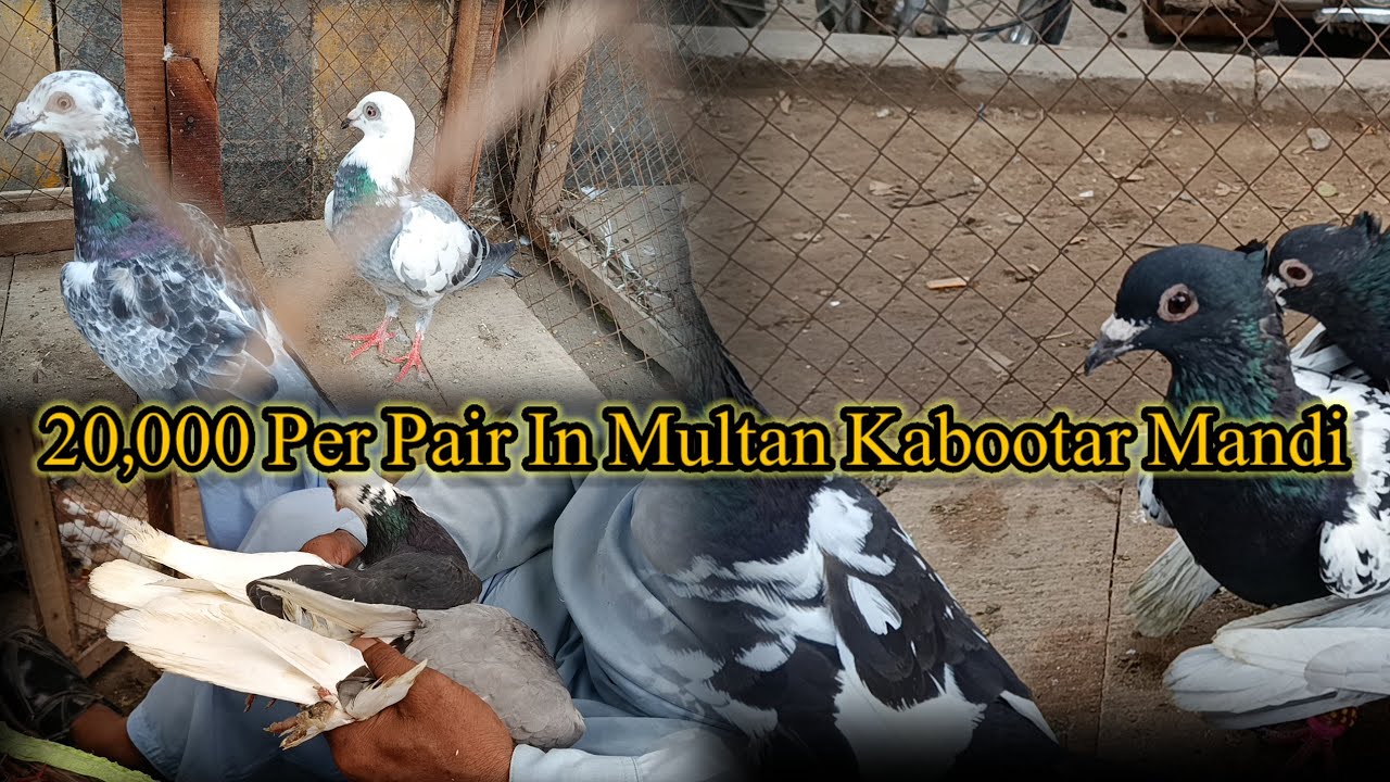 20,000 Per Pair In Multan Kabootar Mandi ❤️