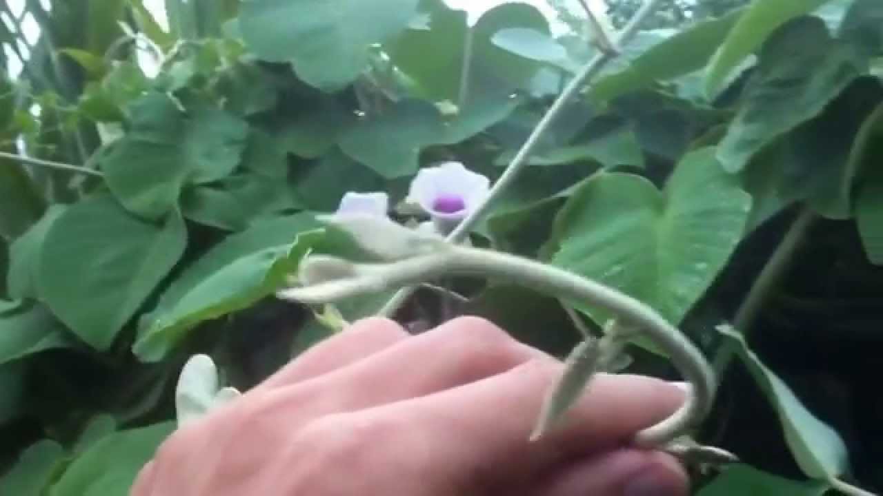 Hawaiian Baby Woodrose Organic Hawaii HBWR (Argyreia nervosa)