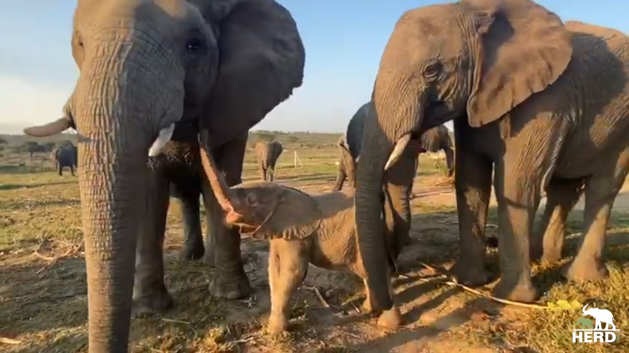 The Cutest Conversations with Baby Elephant Khanyisa! Rumbles, Roars, Snorts & More!