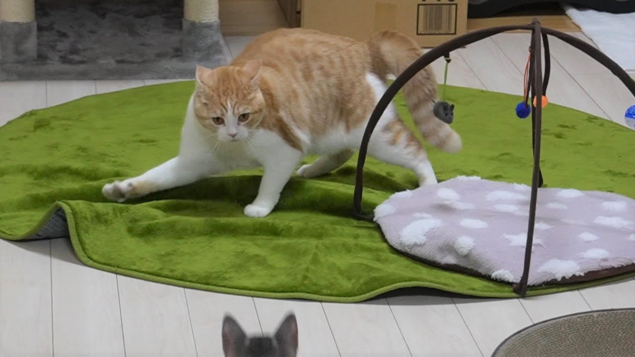 【悲報】やんのかステップには何の威力もないことが発覚しました【スコティッシュフォールド】【アビシニアン】