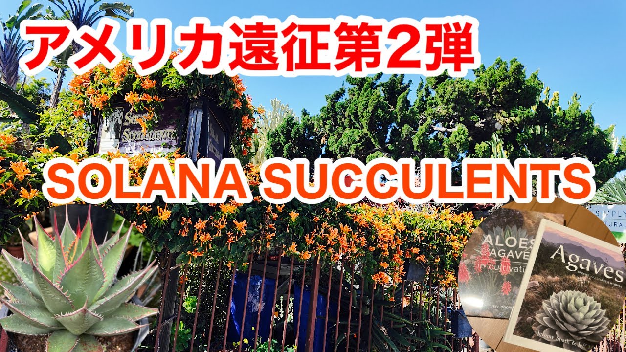 【アメリカ遠征】第2弾ソラナサキュレンツへ行ってきた【アガベ/アロエ/多肉植物】