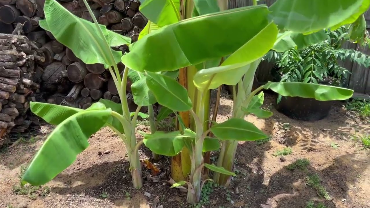 Blue Java Banana aka Ice Cream Banana Lots of New PUPS Update July 2022