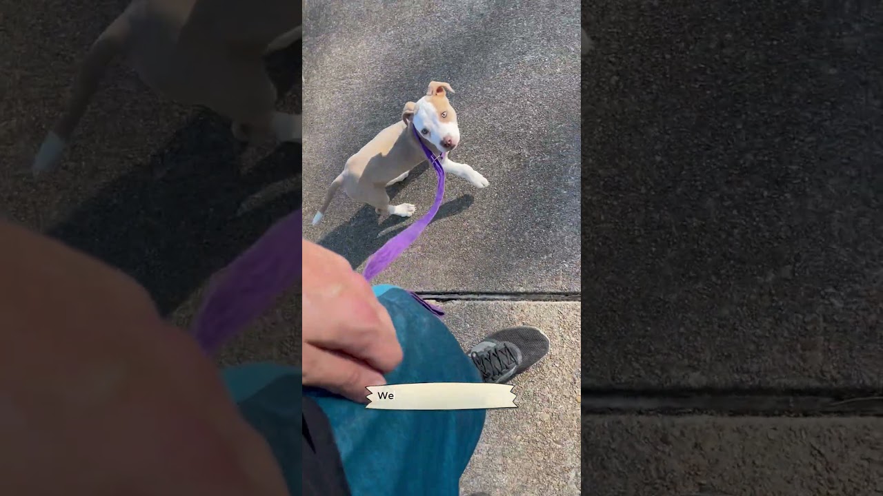 Heel | Dog Obedience Training Houston, TX 77066 #dog #dogtraining