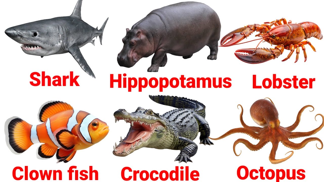 Названия морских животных для детей 🐊🐢🐳🐠🐙🦀 Названия водных животных на английском языке