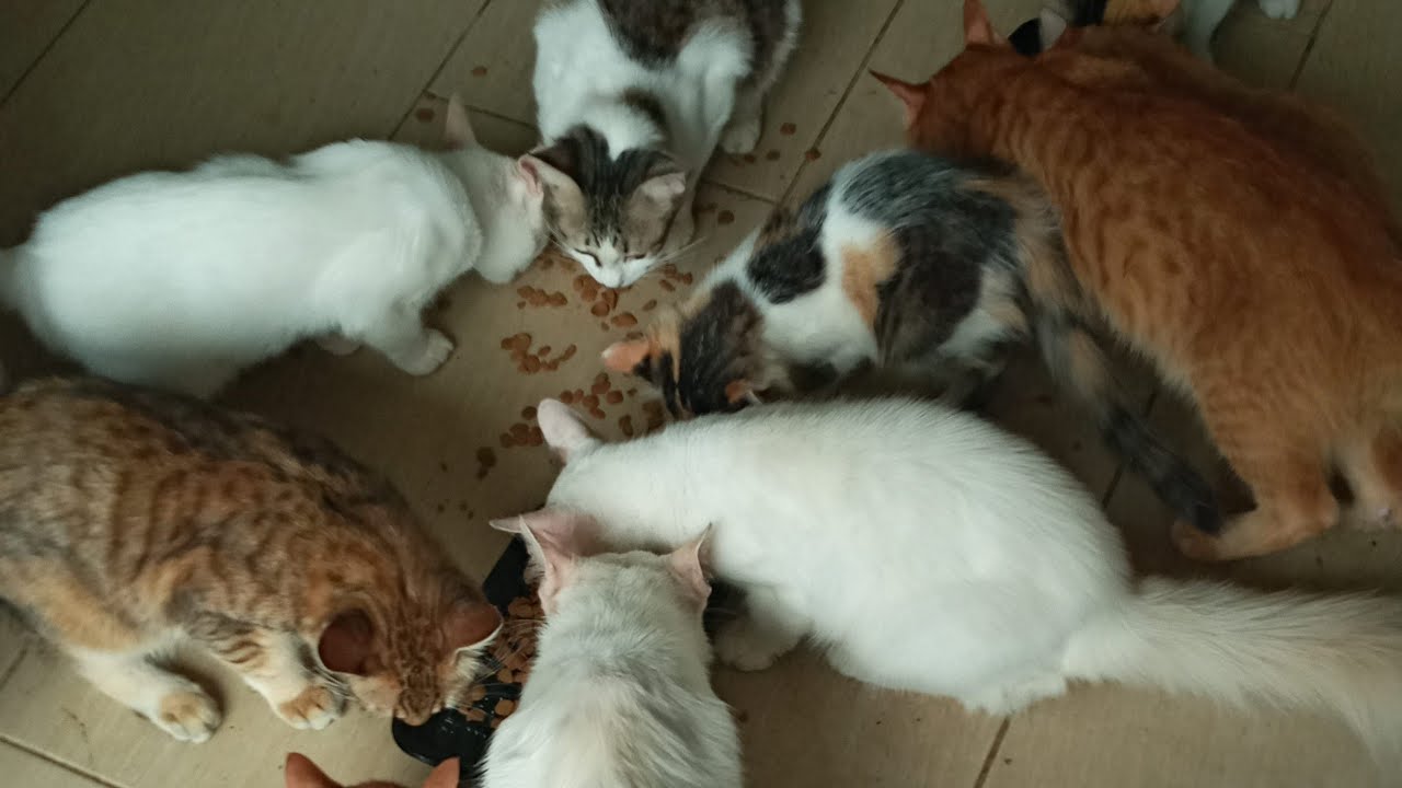 Cats & kittens are 871 & 780 & 706 & 623 & 522 & 505 & 457 & 381 & 266 & 228 & 128 &288 &222 &120&86