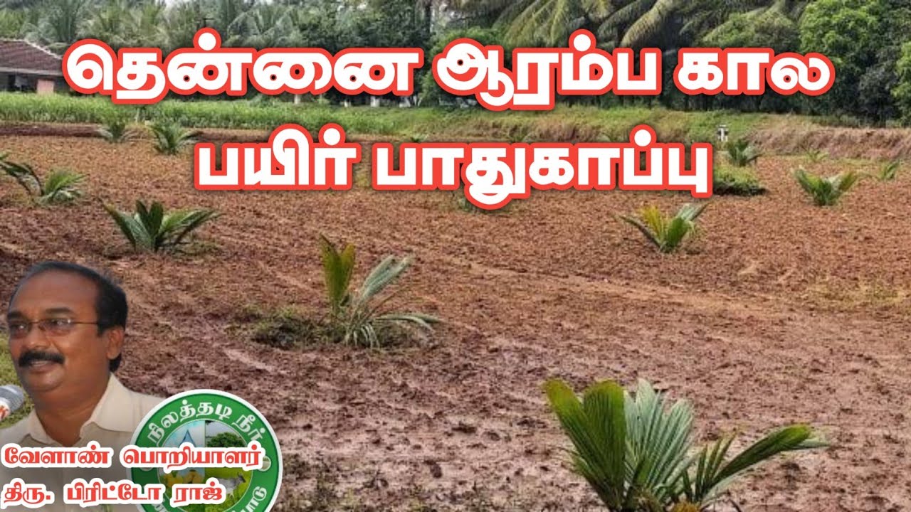 தென்னை ஆரம்ப கால பாது*காப்பு முறைகள் #brittoraj #தென்னை #விவசாயம்