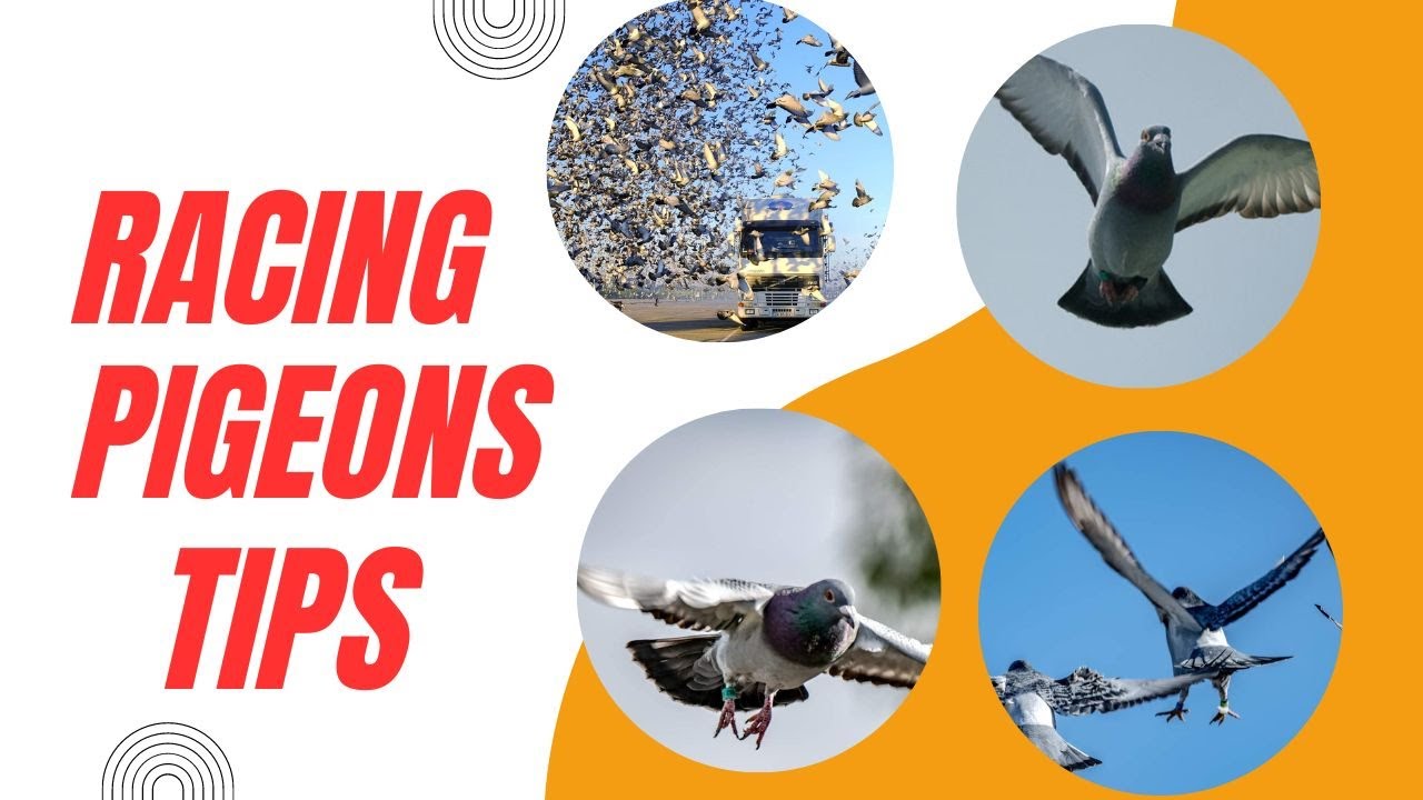 The Secret Formula to Raising Champion Racing Pigeons outcrossing,inbreeding,line breeding