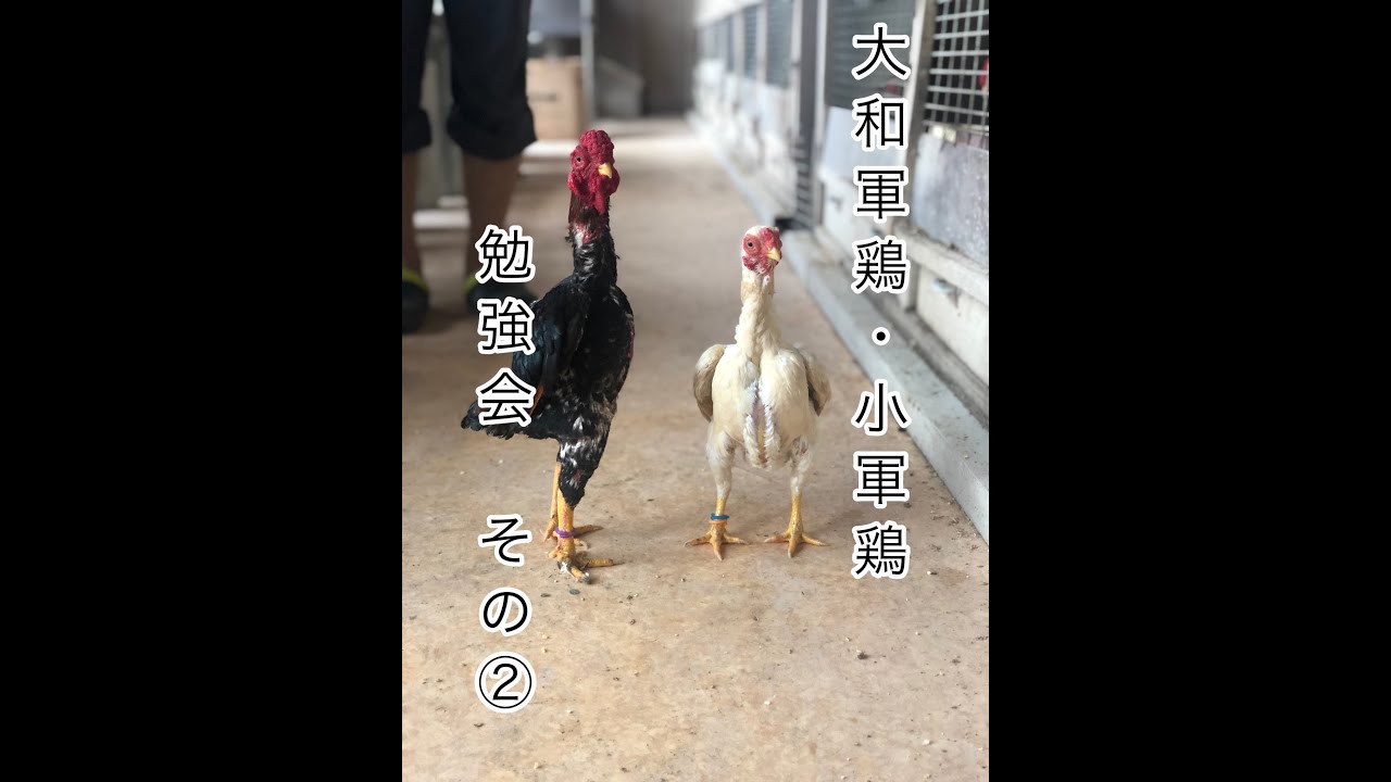 コシャモ・大和軍鶏勉強会　その２