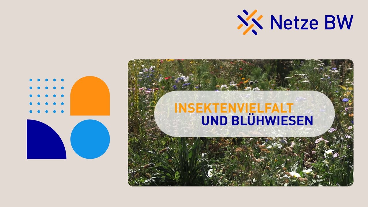 Blühwiesen-Projekt: 160.000 m² Lebensraum für Bienen in Stuttgart