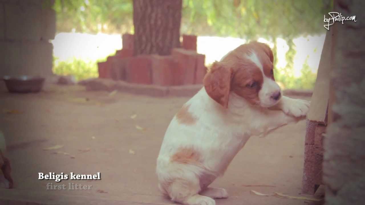 Top Heart kennel - Epagneul Breton puppies (full HD)