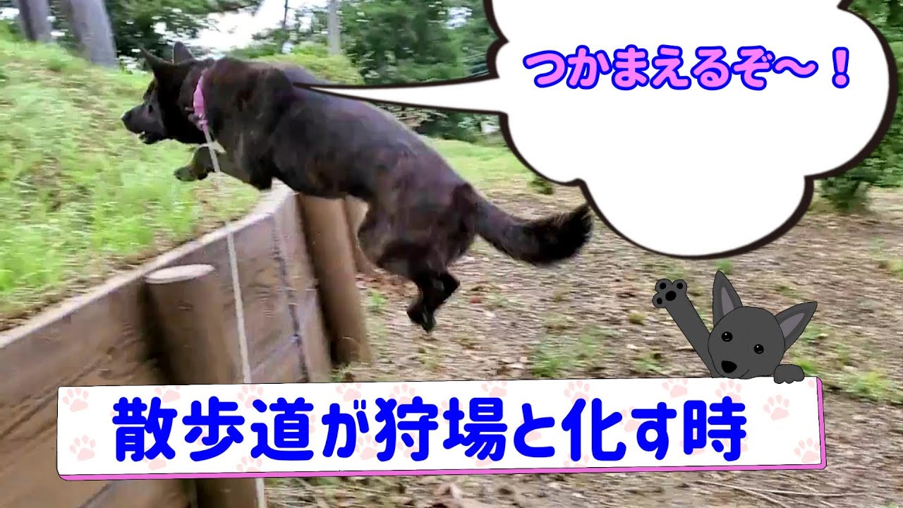 【Hunter Dog】馬のように飛んだり、鳥を狙ったり猟犬種の散歩は面白い - 甲斐犬いち