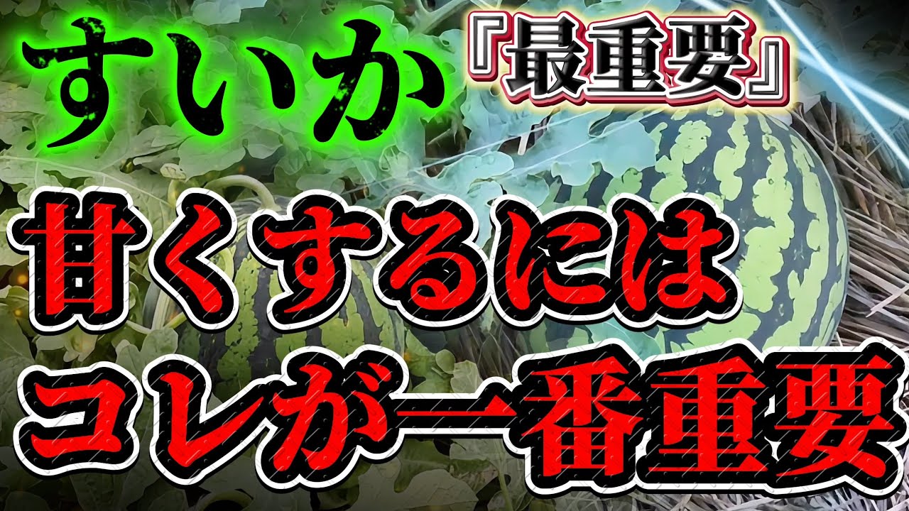 【すいか】甘くするために一番気をつけることはコレです！！〇〇しないと甘くなりません。