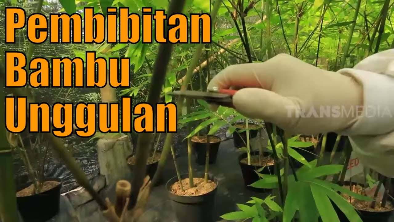 Pembibitan Bambu Unggulan | SI UNYIL (06/03/20) PART 4