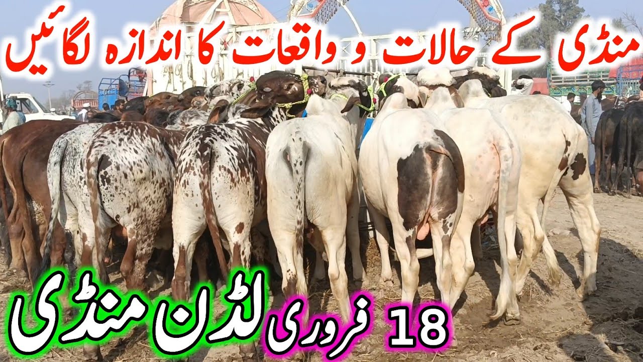 Luddan Cow Mandi 2026 | Luddan Mandi Aaj Ki Fresh Video | Sahiwal Cholistani Bachre | Cow Mandi 2026