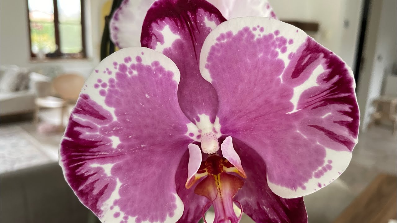 Muhteşem orkidelerim- phalaenopsis